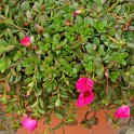 Portulaca oleracea 'Toucan rose Fuchsia'